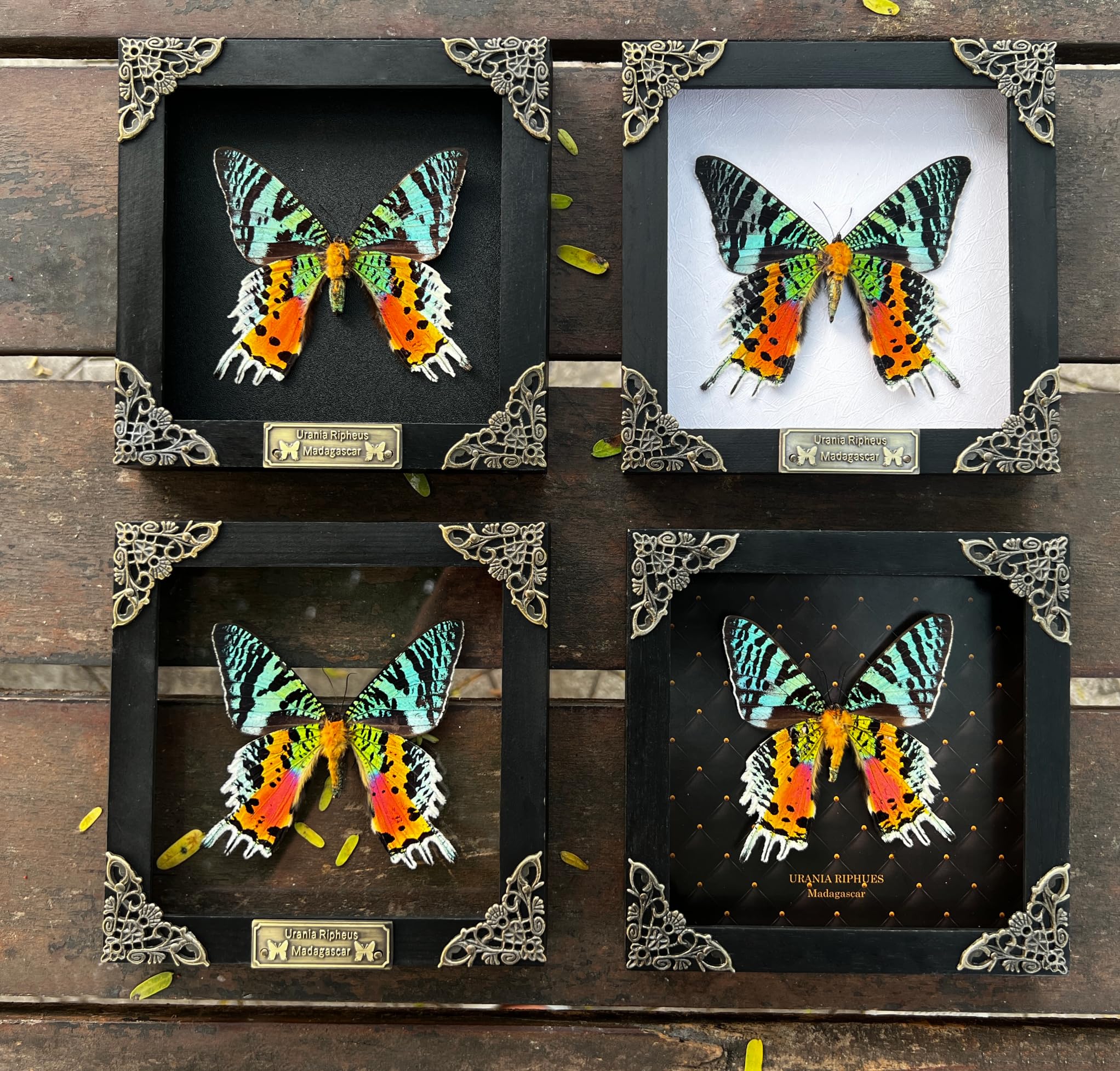 Real Framed Sunset Moth Dead Insect Dried Butterfly Handmade Shadow Box White Frame Nametag Taxidermy Specimen Display Oddity Ta